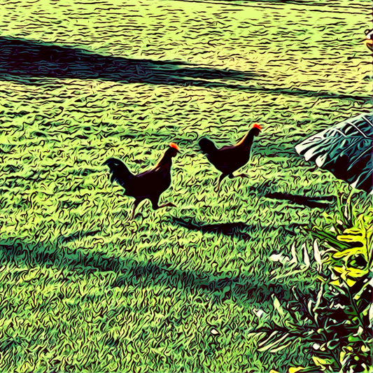 Papaloa Road—Morning Chicken Run