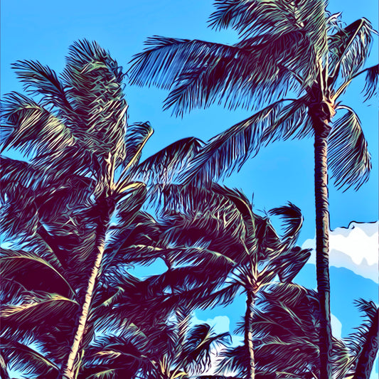 Kailua Beach Park--Coconut Trees